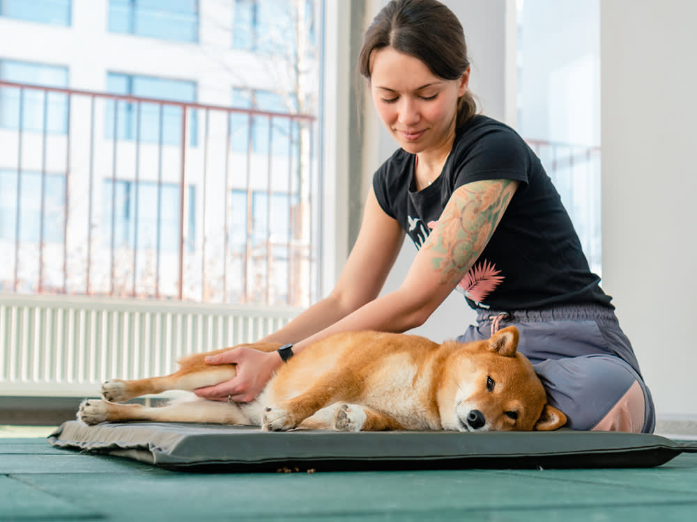 Your Stiffening Dog Doesn't Need a Spa Day. Five Minutes of This Does More