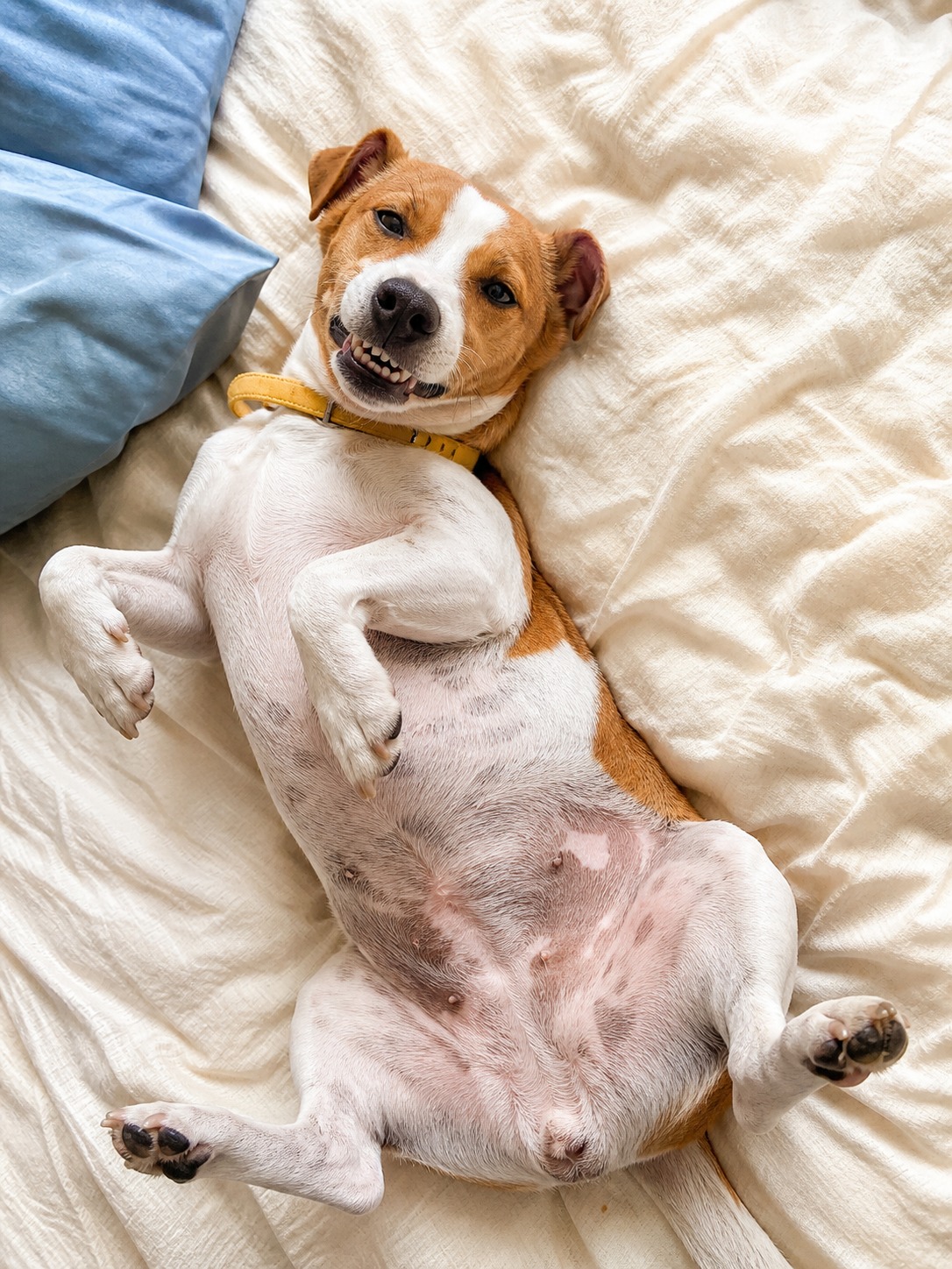 Never Punish a Dog for Showing Teeth. It's the Warning You Want.