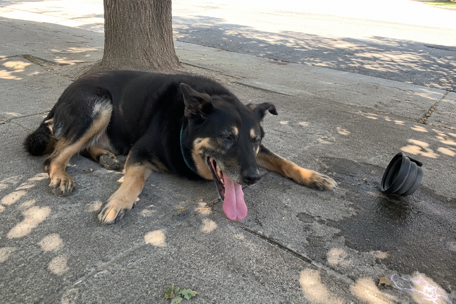 The Hot Car Isn't What Gets Most Dogs. The Walk Is.