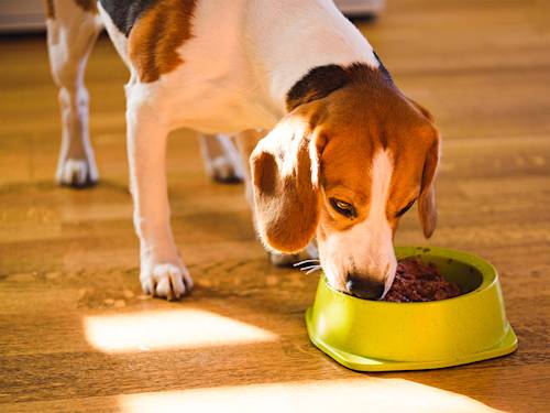 Most Dog Supplements Are Marketing. A Few Have Real Evidence.