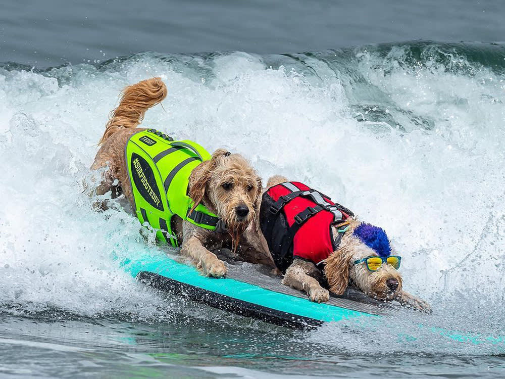 Competitive Dog Surfing Is Real, and the Dogs Are Better at It Than You'd Think