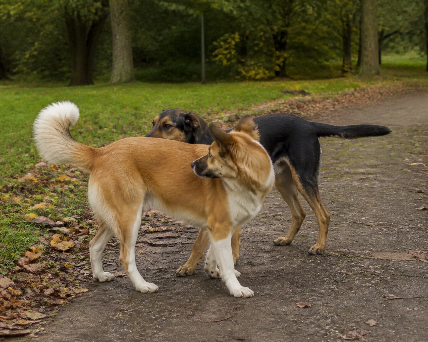 We Docked Their Tails for Looks. Other Dogs Literally Can't Read Them Anymore.