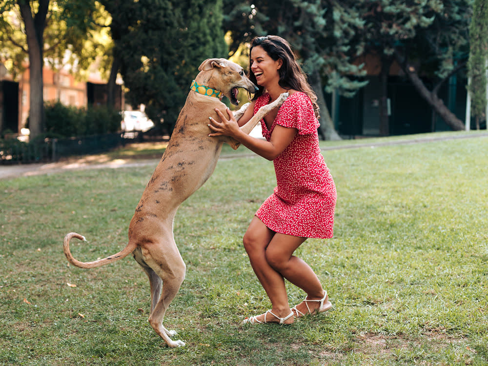A Wagging Tail Isn't 'Happy.' Scientists Found the Direction Is the Real Tell