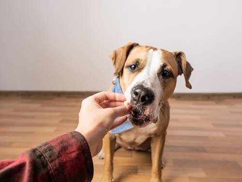 Your Dog Isn't Rude. Your Dog Is Overstimulated.