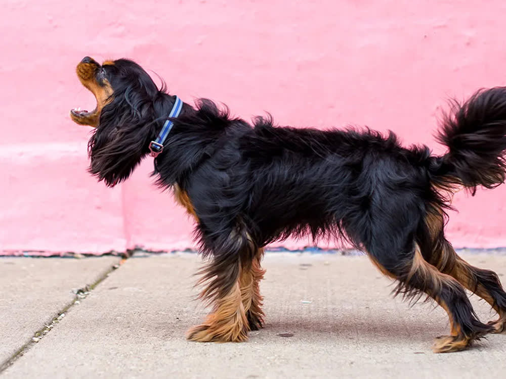 Your Dog Isn't Throwing a Tantrum. That Word Is Hiding the Real Problem