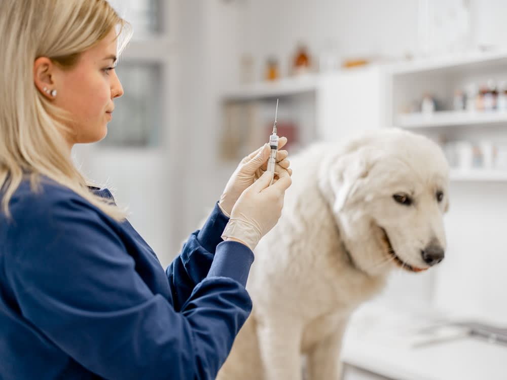 Does Your Dog Really Need That Yearly Shot? A Titer Test Can Tell You
