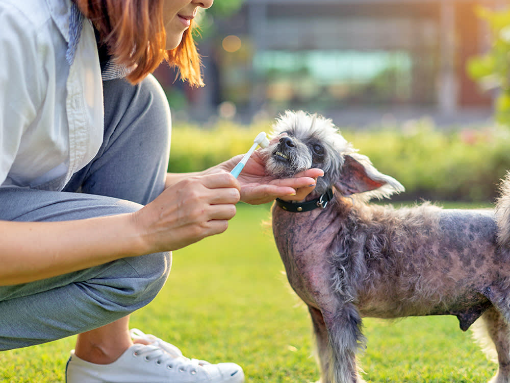 Homemade Dog Toothpaste Is Solving the Wrong Problem