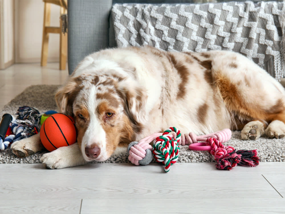 One in Three Toy-Obsessed Dogs Couldn't Calm Down. That's the Number That Matters.