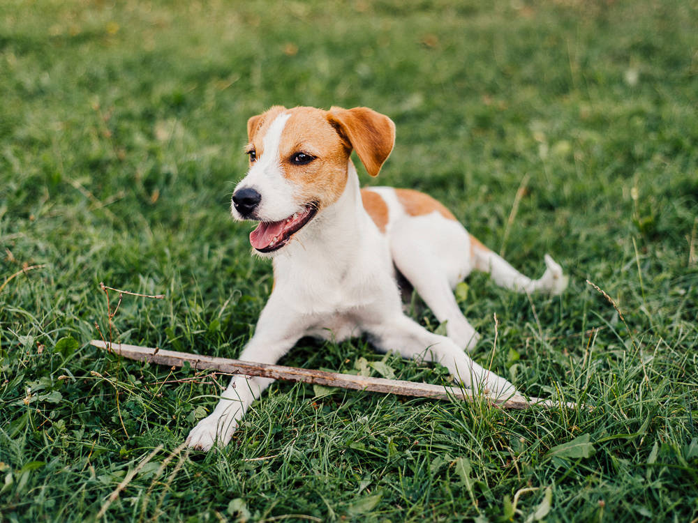Those 'Lawn-Saving' Dog Supplements Fix the Wrong Problem, and Some Can Hurt Your Dog