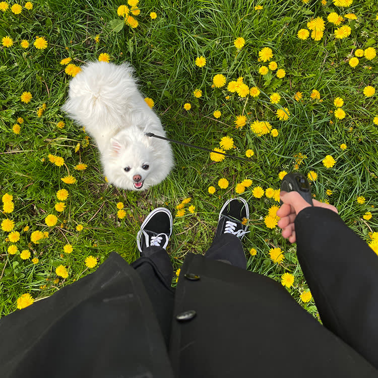 Your Dog Isn't Peeing on the Rug to Spite You. Read the Pee Instead.