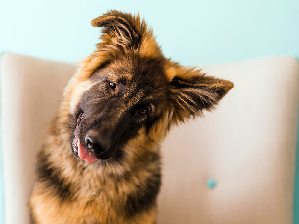 Your Dog's Eyes Are Darting and They Can't Stand Up. It's Usually Not a Stroke.