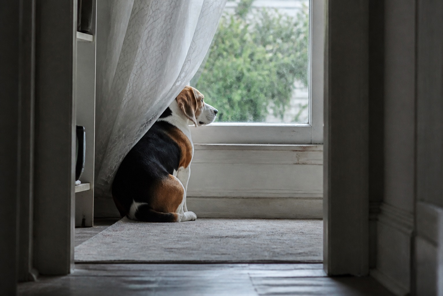 When Your Kid Leaves for College, the Pet Falls Apart Too