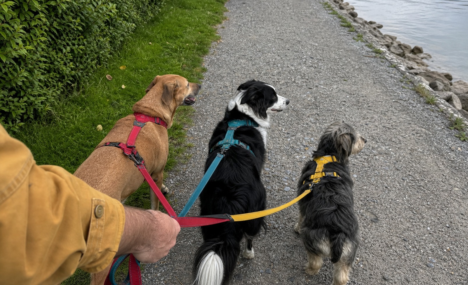Your Dog Walker Isn't a Babysitter. Hire Like It Matters.