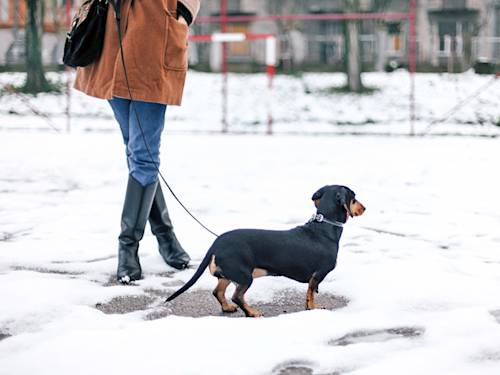 Walking Your Dog Sent 423,000 People to the ER