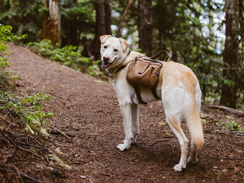 Your Dog Doesn't Need a Longer Walk. They Need a Backpack.