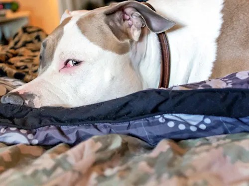 The 'Guilty' Side-Eye Your Dog Gives You Is Actually a Warning