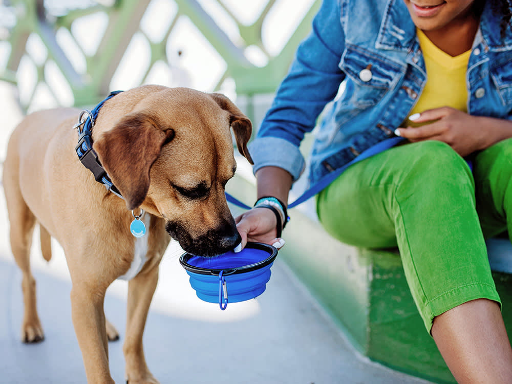 A Dog Who Won't Drink Water Is a Clock, Not a Quirk