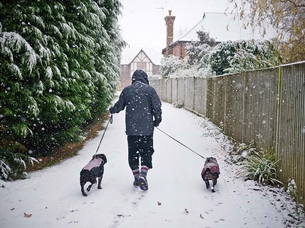 Your Dog Isn't Being Stubborn About the Snow. They're Confused.