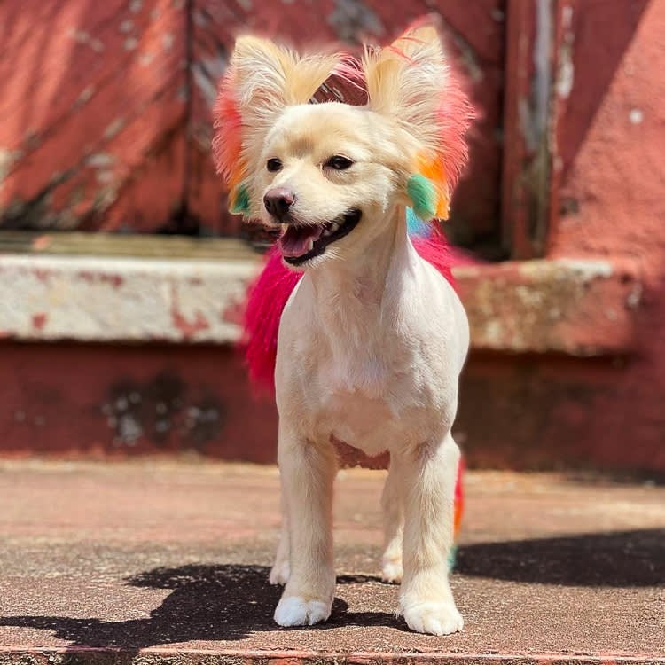 He Lost 90% of His Business. Then He Groomed 1,461 Dogs for Free.