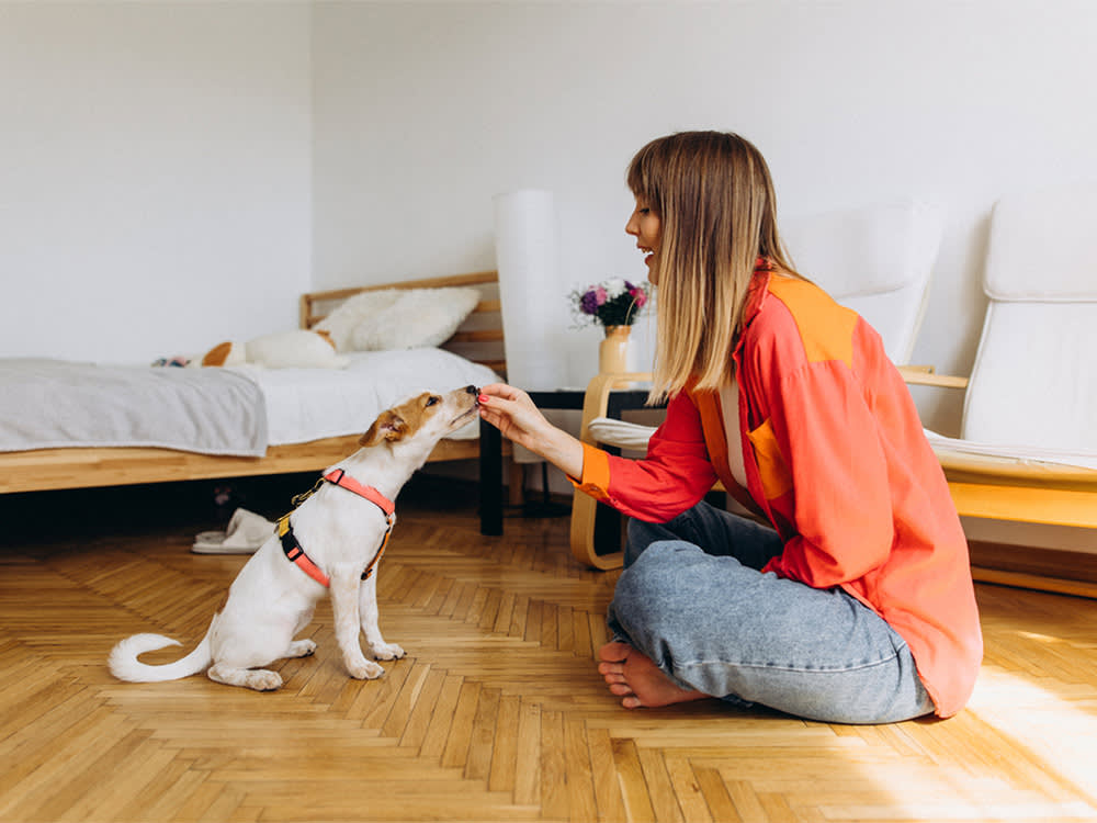 Dogs Aren't Eager to Please You—And That's Great for Training