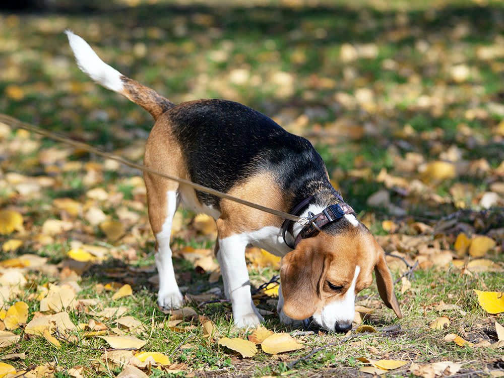 10 Dogs With Noses So Good They Have Day Jobs