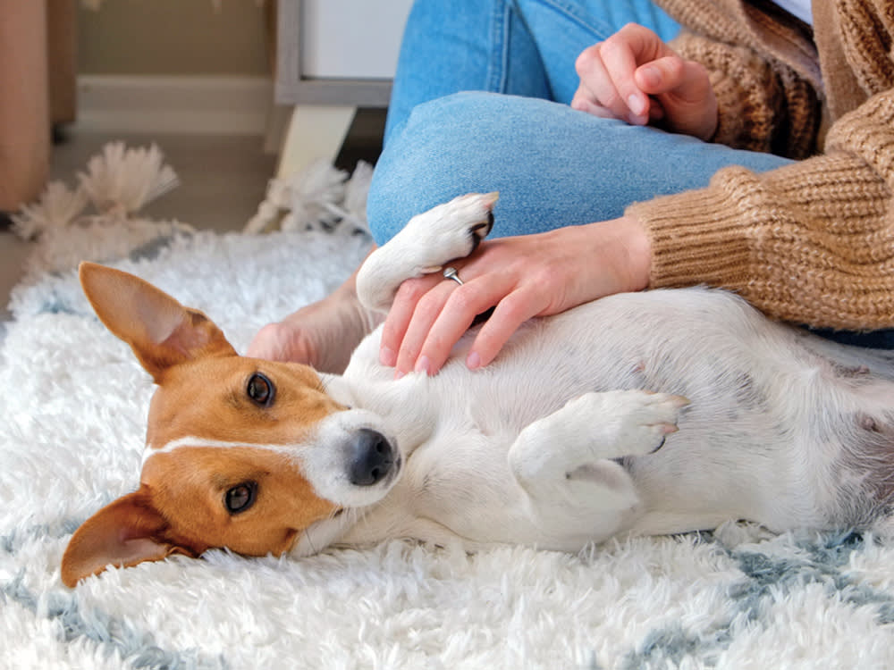 Your Dog Has No Idea When He's Full. That's Not a Flaw, It's the Design