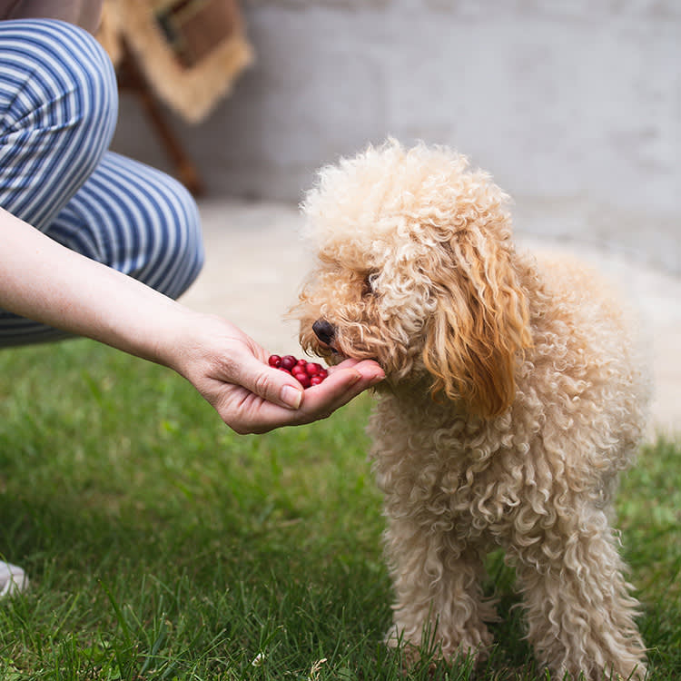 Cranberries Won't Cure Your Dog's UTI. The Science Is Blunt About It.