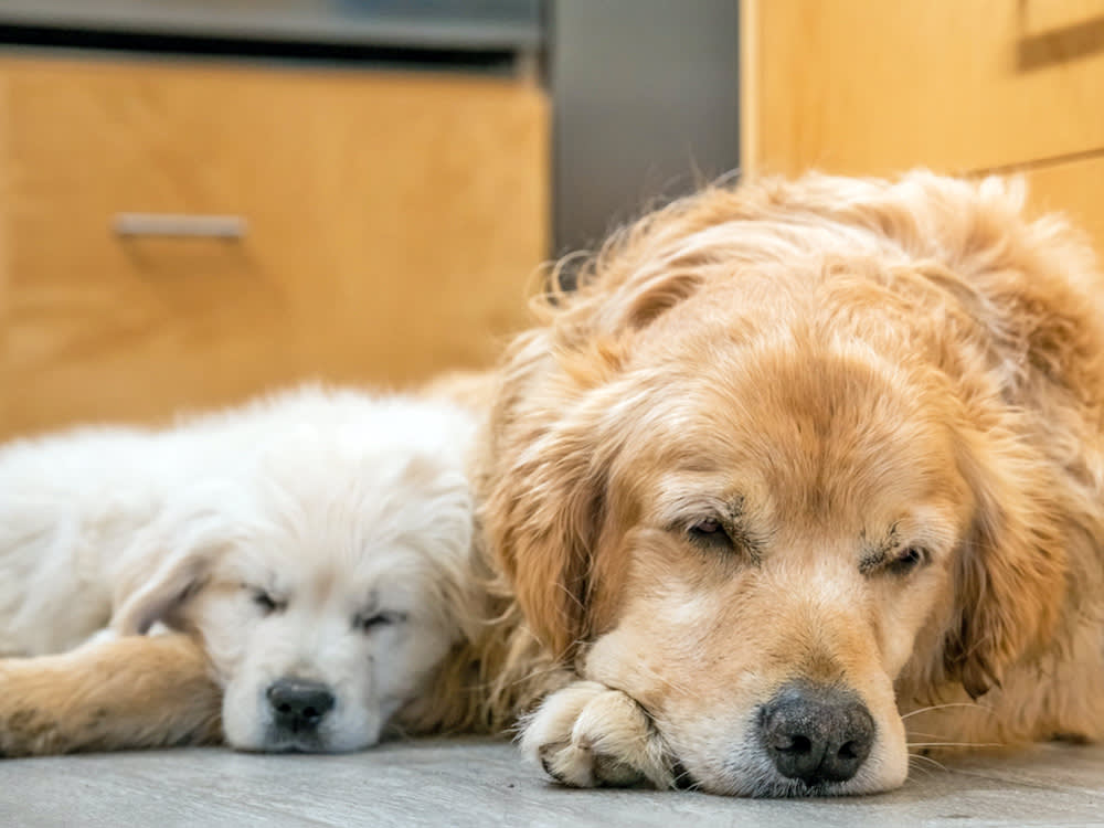 Dogs Detect Cancer With 90% Accuracy. So Why Isn't One in Your Vet's Office?