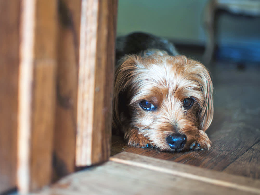Dog Anxiety Isn't One Thing. That's Why Treating It Like One Fails