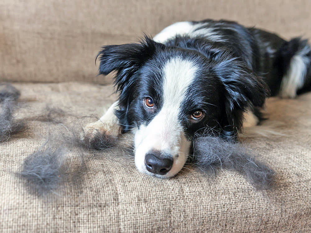 Dog Losing Hair? One Question Splits It Into Two Different Problems