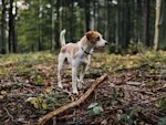 Your Dog Poops Facing North. That's Not a Coincidence.