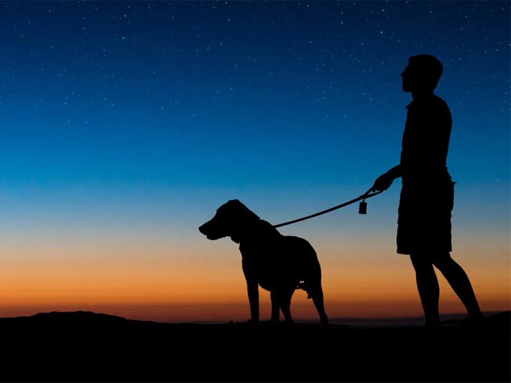 Your Dog Owns the Dark. Here's the Price They Paid for It.