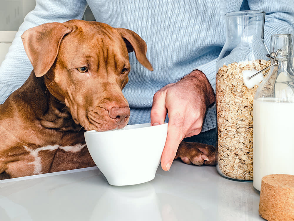 Oat Milk Is Fine for Your Dog. The Carton Is the Problem.