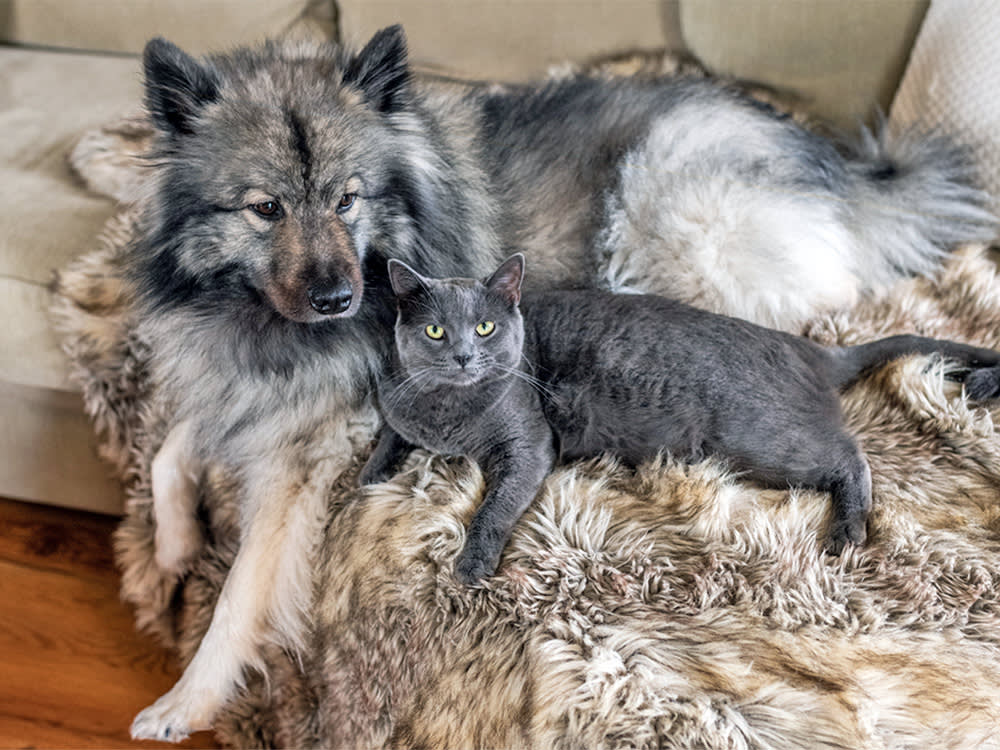 No, Your Cat Didn't Secretly Raise Your Dog. But Something Real Is Going On.