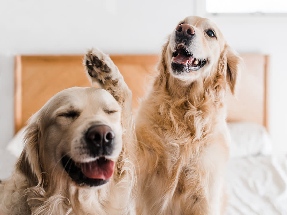 Your Dog Really Does Have a Best Friend. The Science Backs It.
