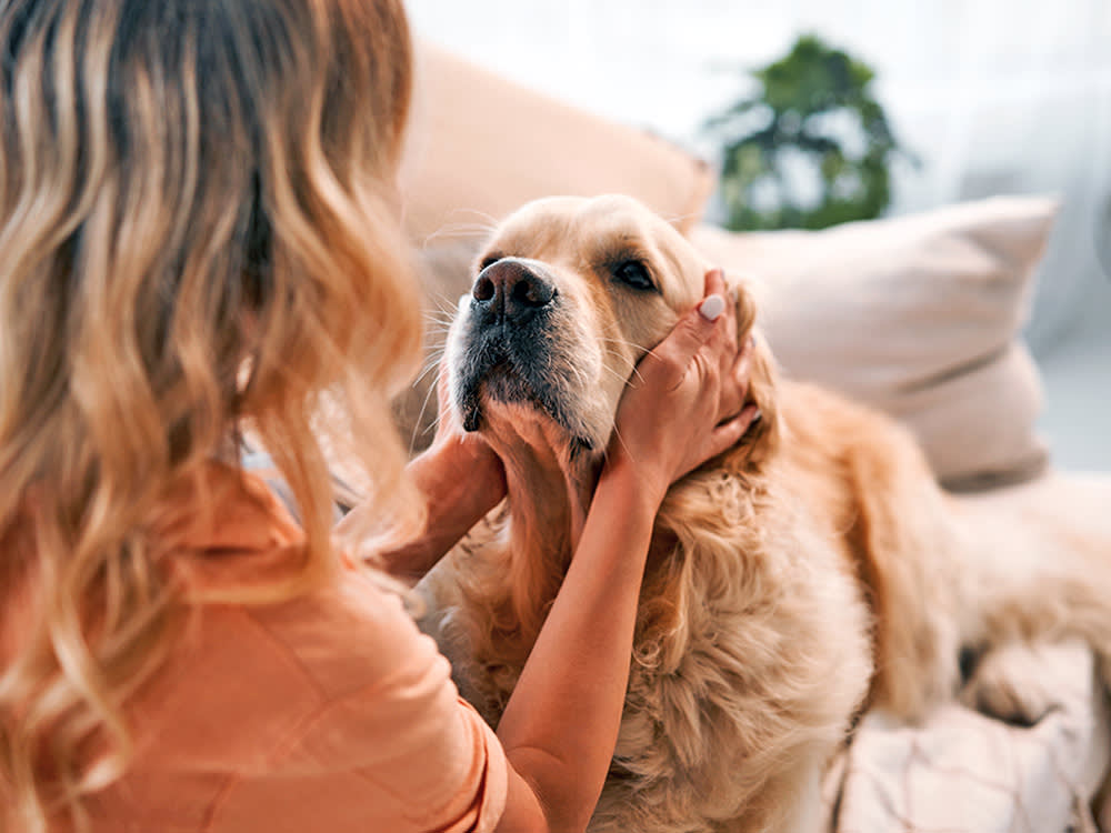 Your Stress Has a Smell. Your Dog Just Made a Decision Based on It.