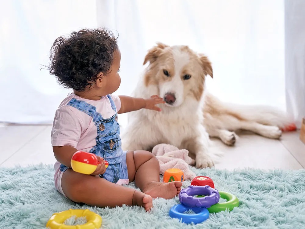 Some Dogs Sort Their Toys the Way a Toddler Would