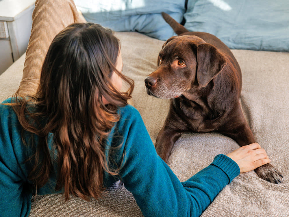 Your Dog Isn't Ignoring You. You're Talking Too Fast.