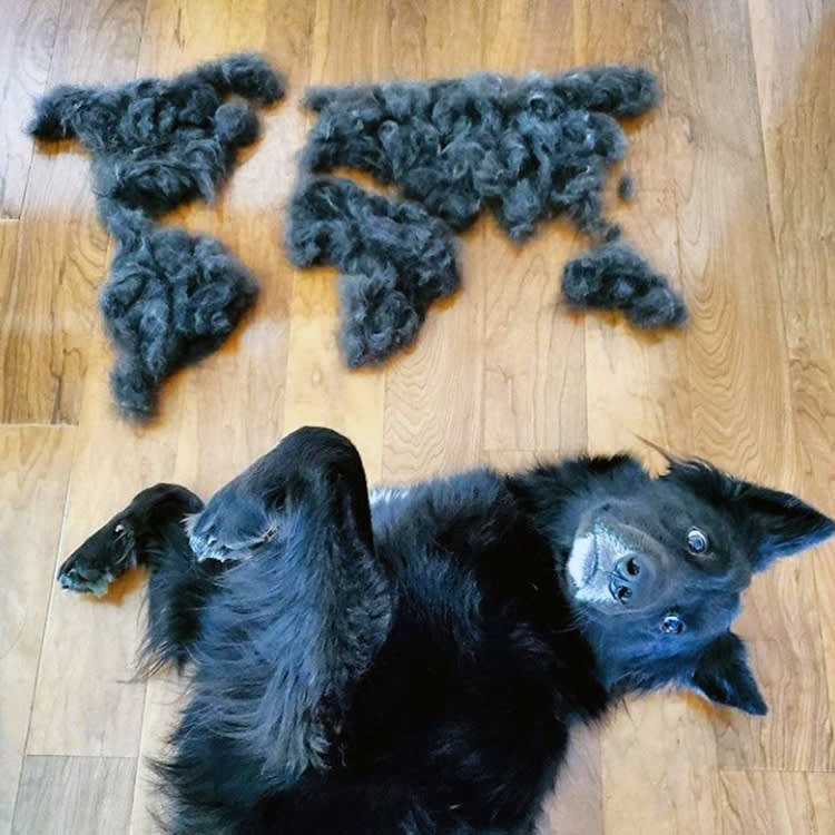 Don't Vacuum Up That Fur. It Can Soak Up an Oil Spill.