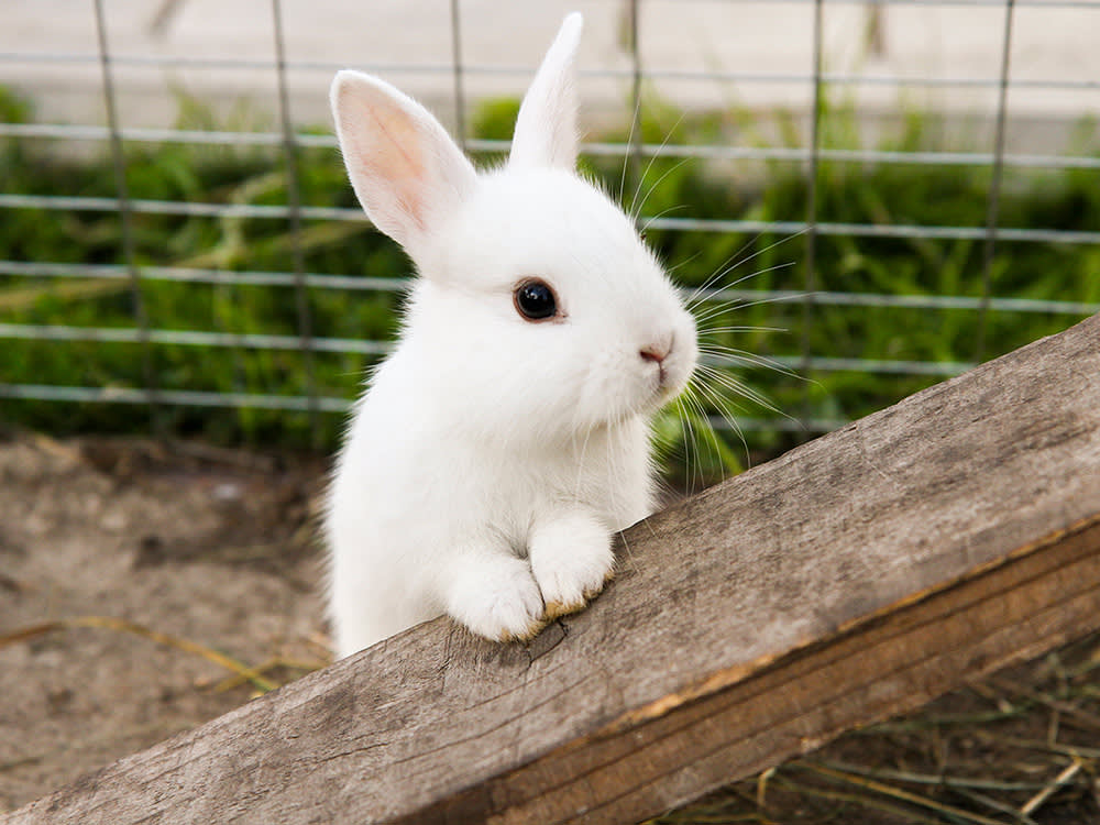 The Easter Bunny Is a 10-Year Commitment. Make Yours Chocolate.