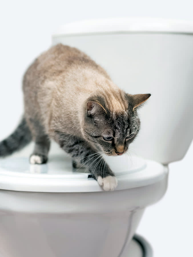 Toilet-Training Your Cat Means Throwing Away Their Health Chart