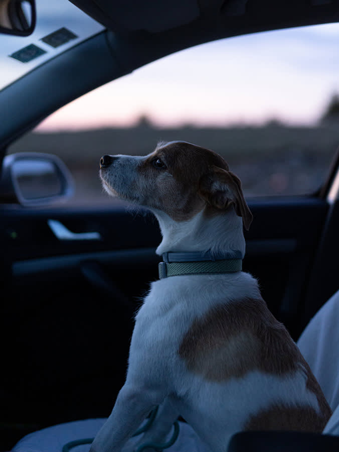 Movie Theaters Ban Dogs. These 7 Drive-Ins Never Got the Memo.