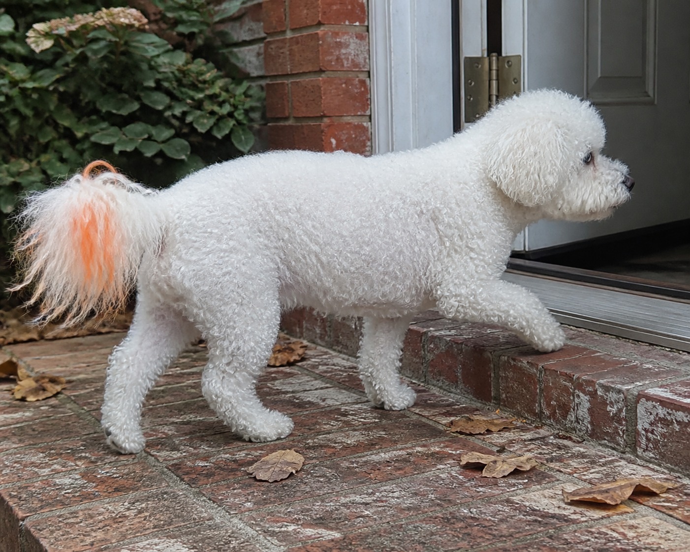 Yes, You Can Dye Your Dog for Halloween. No, Not Like That.