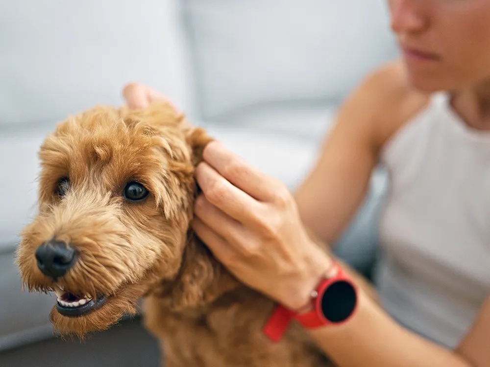 Guessing 'Ear Mites' Can Cost Your Dog Its Hearing
