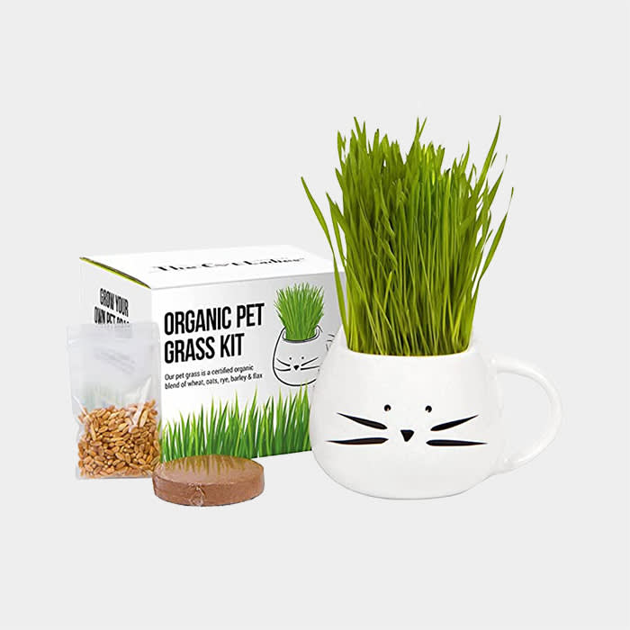 5. Organic catnip in a recyclable tin