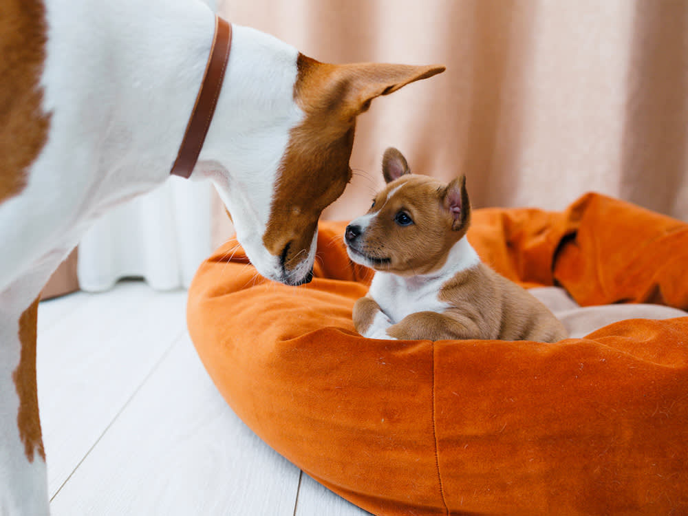 Eight Weeks Isn't a Feeding Milestone. It's a Behavior Deadline.