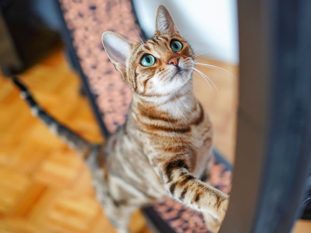 9 Electronic Cat Toys That Beat Boredom While You're Out