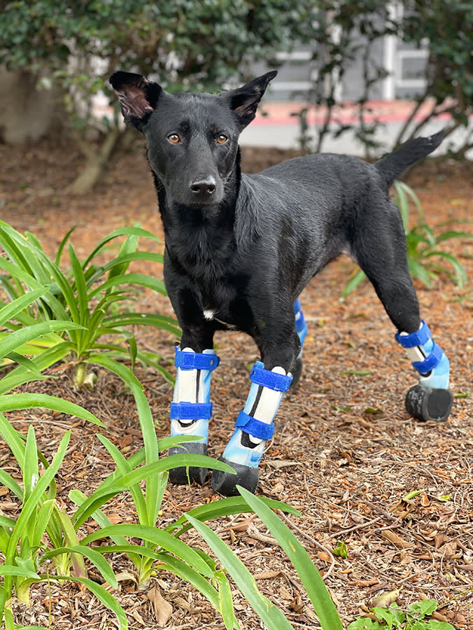 A Cairo Puppy Lost All Four Paws. Then Women Across the World Went to Work.