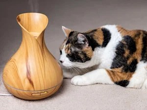 Your Essential Oil Diffuser Could Be Poisoning Your Cat. Here's the Part Nobody Tells You.