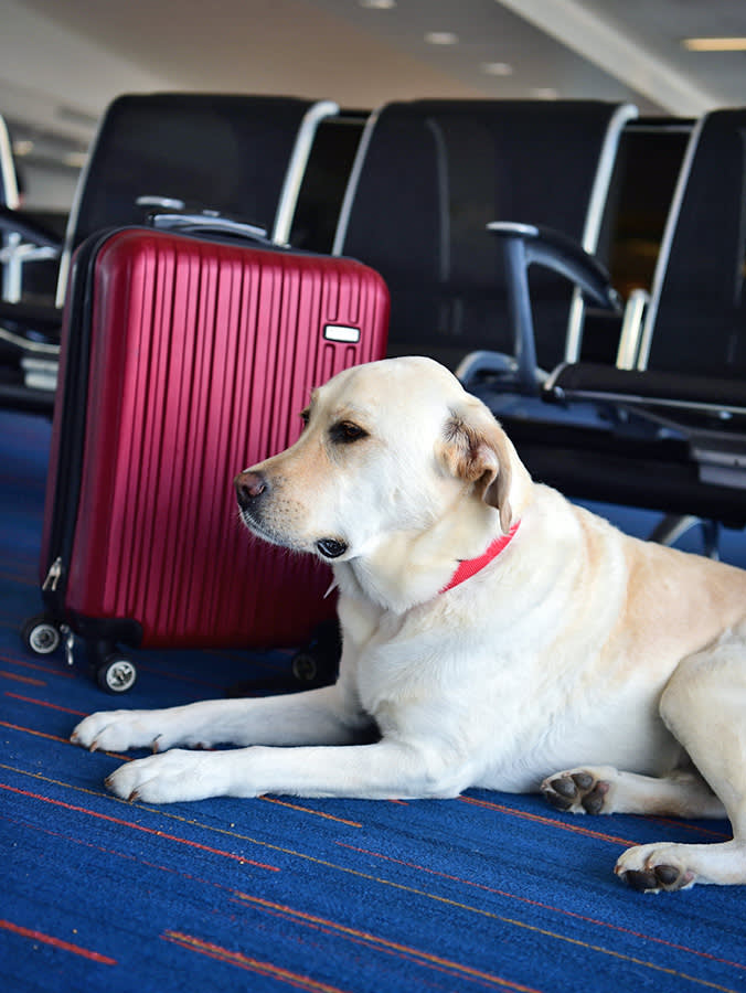 A Top EU Court Just Ruled Your Dog Is Legally 'Baggage' on a Plane